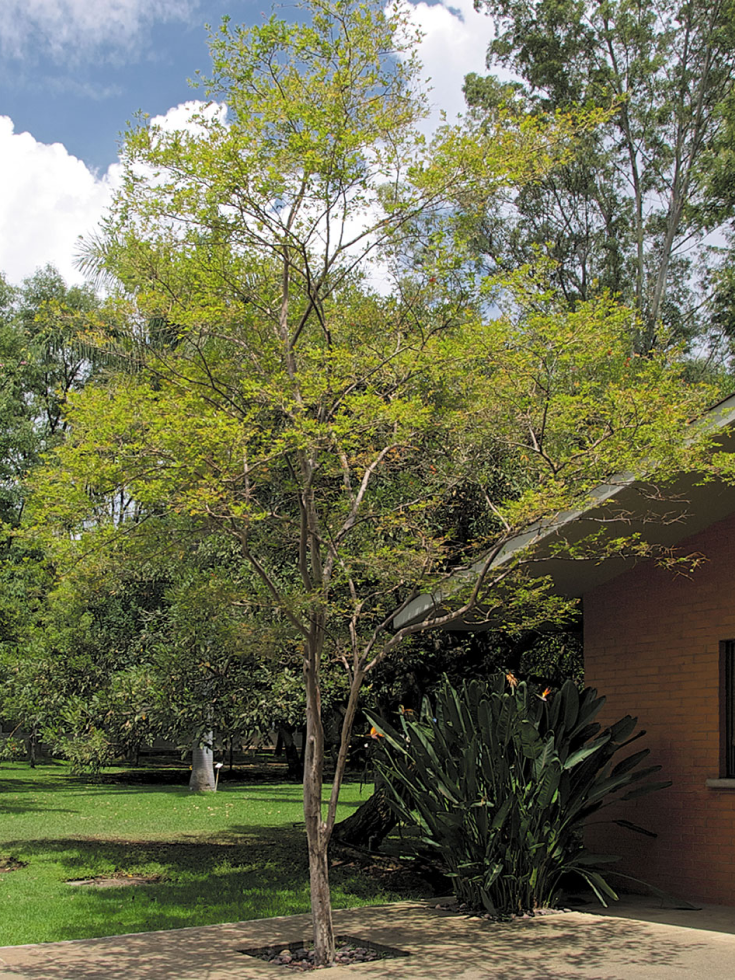 Arrayán – Viveros Parota