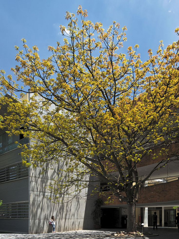 Ceiba