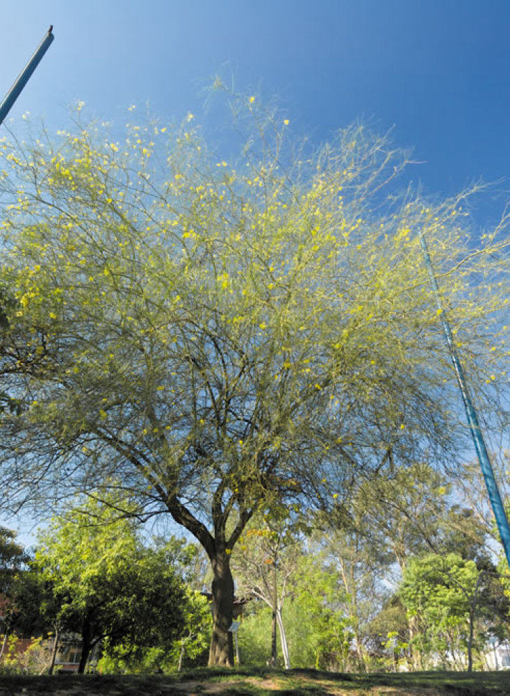 Palo verde