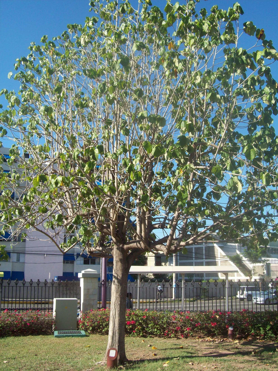 Árboles – Viveros Parota