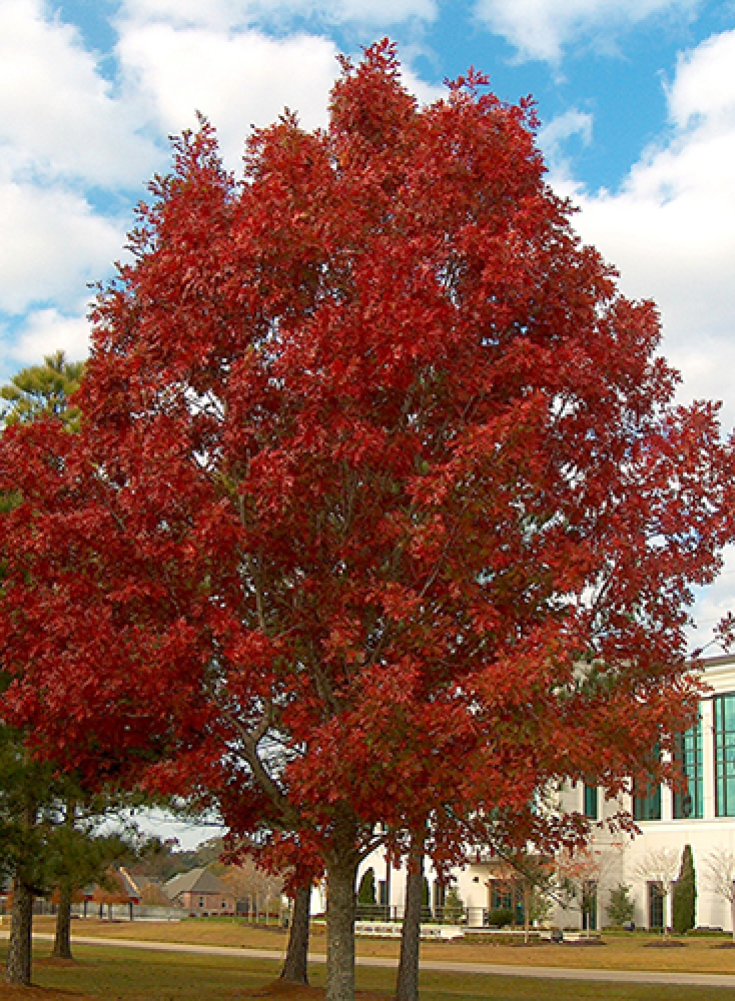 Encino rojo