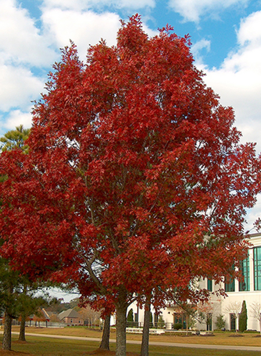 Encino rojo