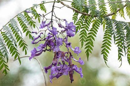 Jacaranda