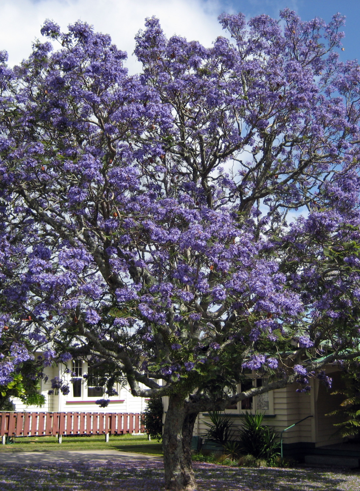 Jacaranda