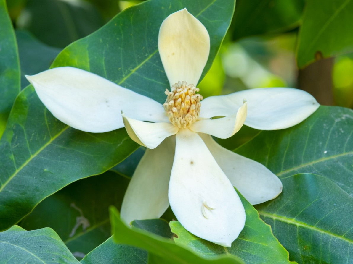 Magnolia zapopana