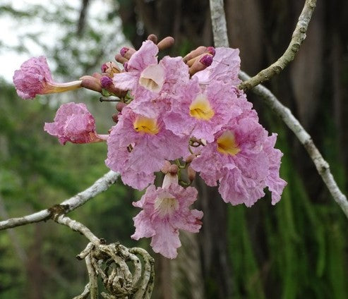 Rosa morada