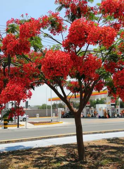 Tabachín