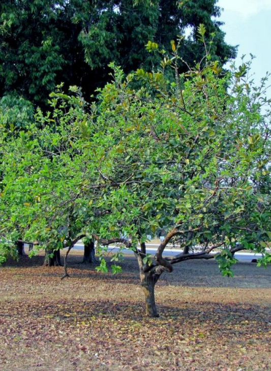 Guayabo Fresa