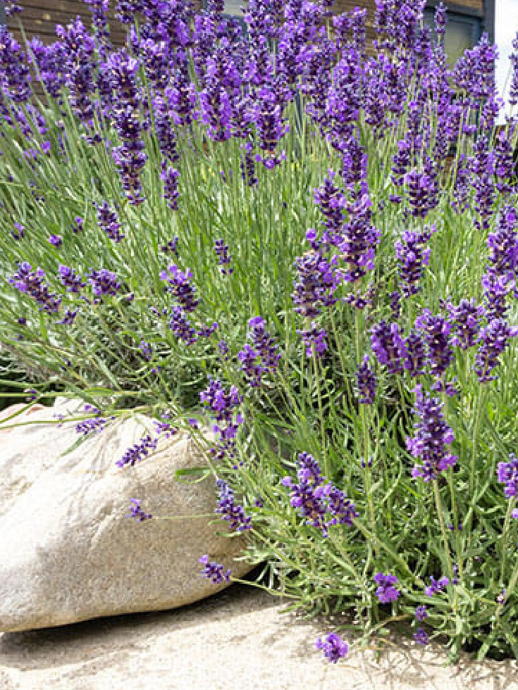 Lavanda